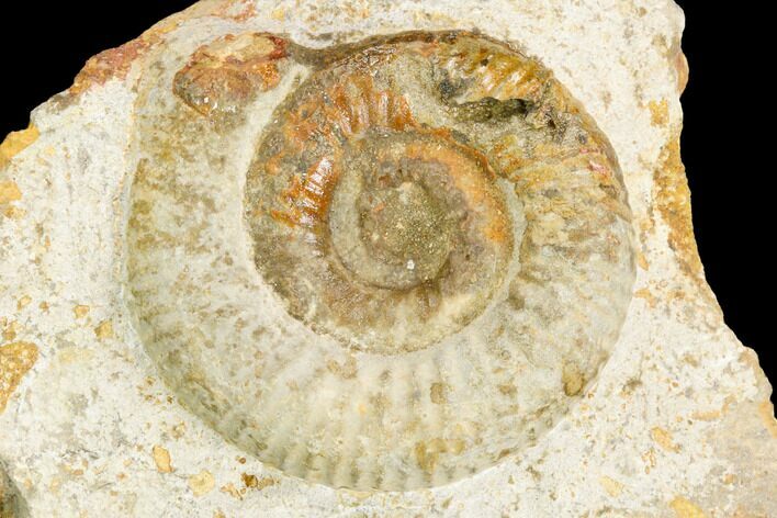 Ammonite Fossil - Boulemane, Morocco #122423